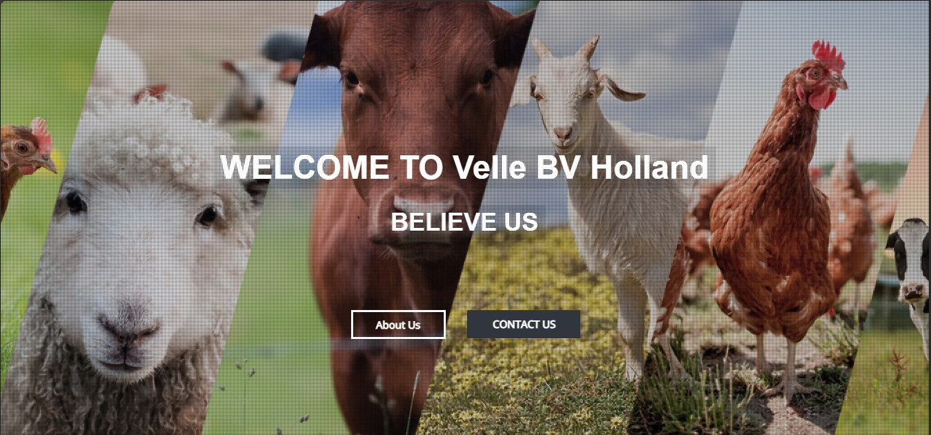 vellebv.com